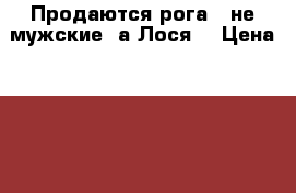 Продаются рога - не мужские ,а Лося! › Цена ­ 2 500 - Ленинградская обл., Санкт-Петербург г. Охота и рыбалка » Другое   . Ленинградская обл.